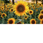 Sunflower sweetheart