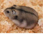 236llruds hamster group