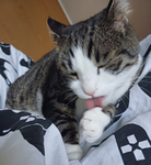 Meow Group MIA MEOW