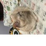 Cat_fan club