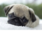 Pugs Love Hugs!!! :D