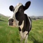 peeing cow
