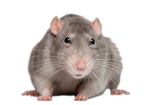 Ratatouille makes games