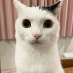 Viczen_gato