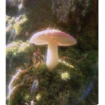 ~astrxs~