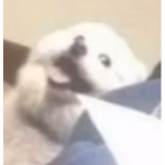 D O G G A N G