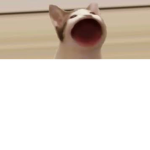 pop cat group bc i think pop cat is cool