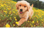 Goldenretrievers are awesome23