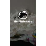 Cats ars cute