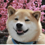 The Shiba Shop