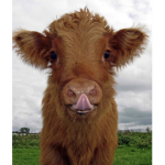 .Cows United.