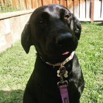 Juno the puppy