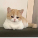 FAWNCAT
