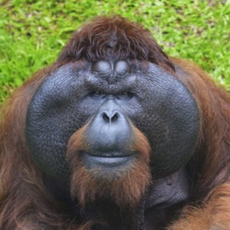 The Monke Shrine