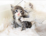Meow kitten cat