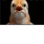 Baby Chick