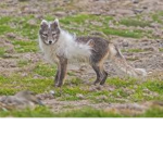 Foxyyyyyyyyy group