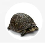 MLGturtle fan groups