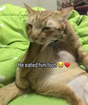 he eated him foot