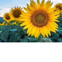 the land of flowers