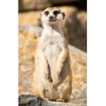 Meerkats Are Cute