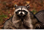 racoon GBG