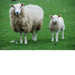 The sheep fans