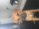 Dogscool