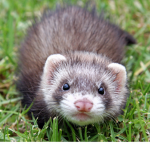 We Love Ferrets