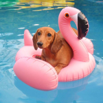 ღSoft dogsღ
