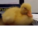 The Ducky tribe