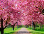 spring life