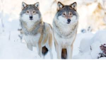 wolfs rule and ill give out roux