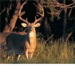 hunters fan club