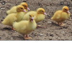 The ducklings that are cool