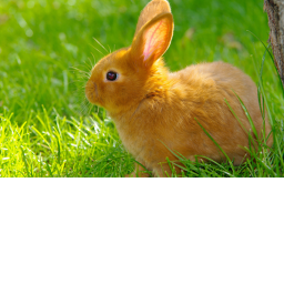 Bunny Family!!