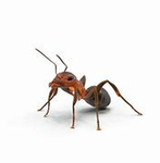 [LW] Ants United