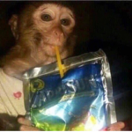 monkes drinking capirsun