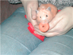 hammys cool chillout group