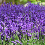 Lavendale Bloomers