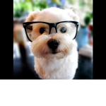 We Love Animals :-)