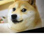 DOGE FAMILY FOR LIFEE