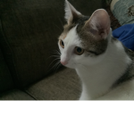 I lovecats :)