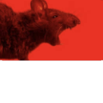 The HOLY RAT CULT