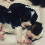 Puppies 2.0