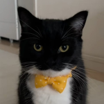 silley cool cat group cat