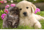 Cat & Dog Animal Shelter