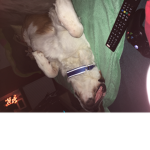 Hunde besties