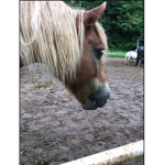 Die Pony Gruppe