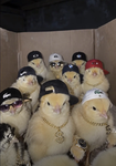 Incognito’s Syndicate